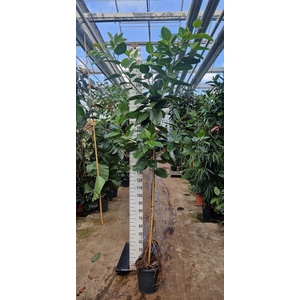 Ficus altissima