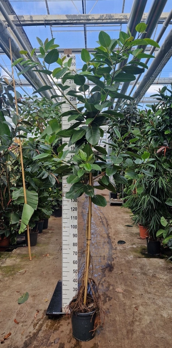 <h4>Ficus altissima</h4>