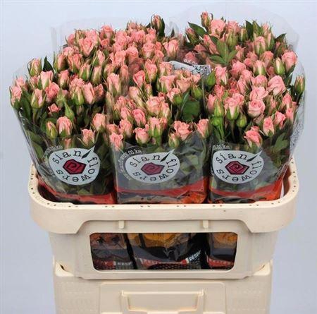 <h4>R Tr Olym Sensation</h4>