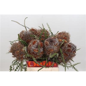 DROOG BANKSIA HAIRY CONES