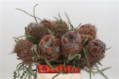 <h4>DROOG BANKSIA HAIRY CONES</h4>