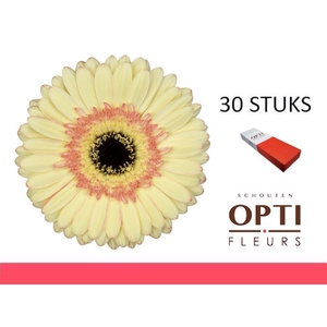 GE GR CARTIZZE-Doosx30