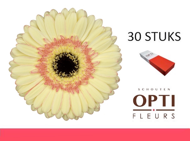 <h4>GE GR CARTIZZE-Doosx30</h4>