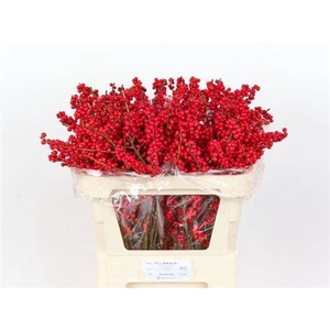 Ilex Ve Rode Bes 70cm