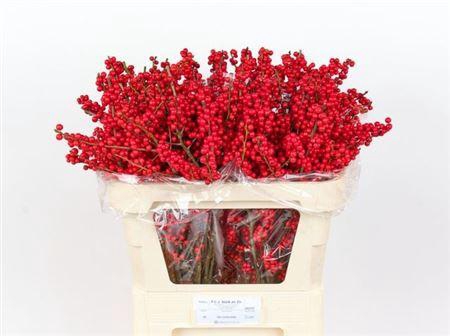 <h4>Ilex Ve Rode Bes 70cm</h4>