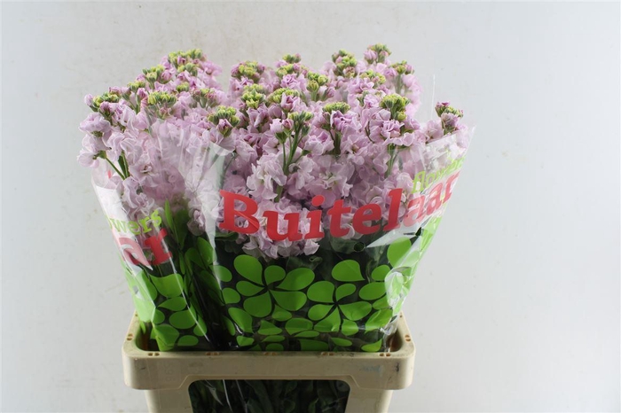 <h4>Matth Iron Light Pink</h4>