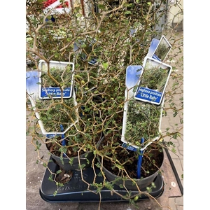 SOPHO PR LITTLE BABY