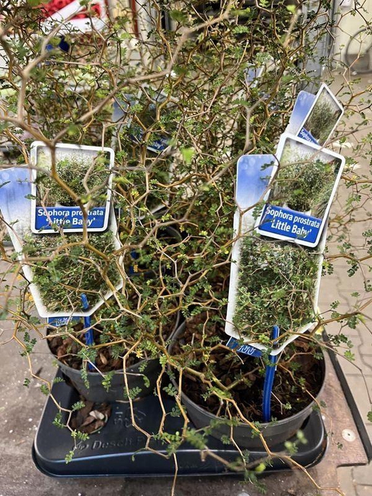 <h4>SOPHO PR LITTLE BABY</h4>