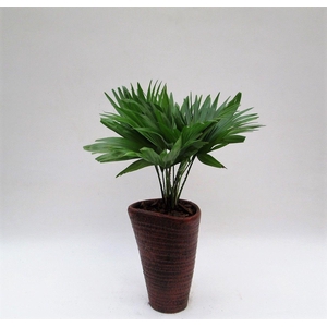 LIVISTONA ROTUNDIFOL