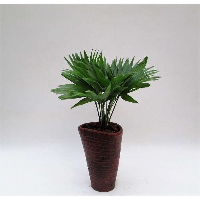 <h4>LIVISTONA ROTUNDIFOL</h4>