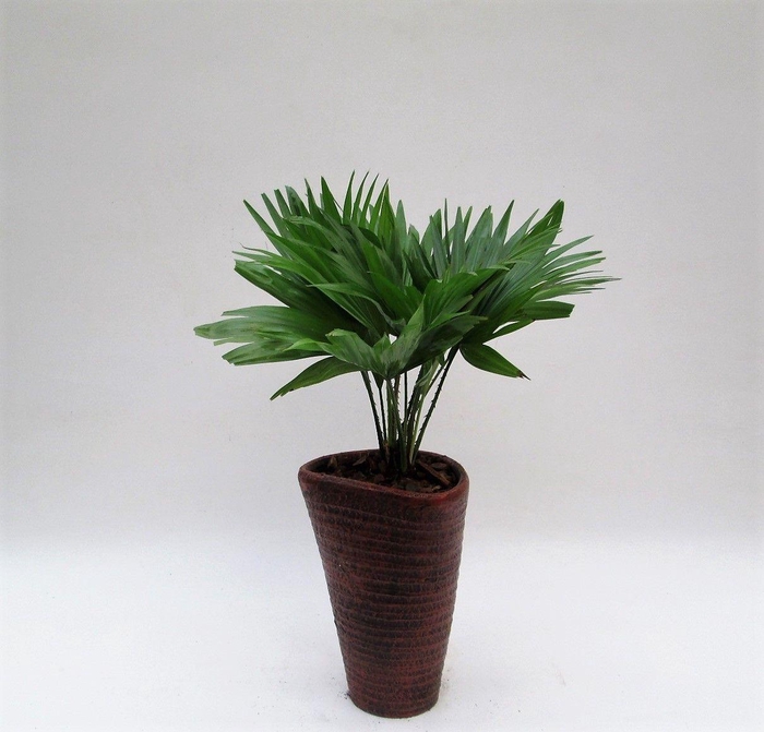 <h4>Livistona rotundifolia in susan pot met schors</h4>