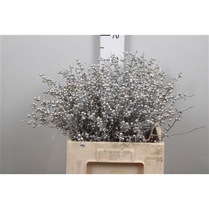 Ilex Ve Klb H% Zilver