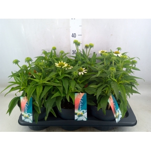 Echinacea  'Mooodz Glory'