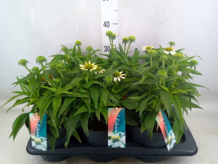 <h4>Echinacea  'Mooodz Glory'</h4>