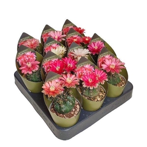 GYMNOCAL BALDIANUM