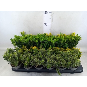 Euonymus japon.   ...mix