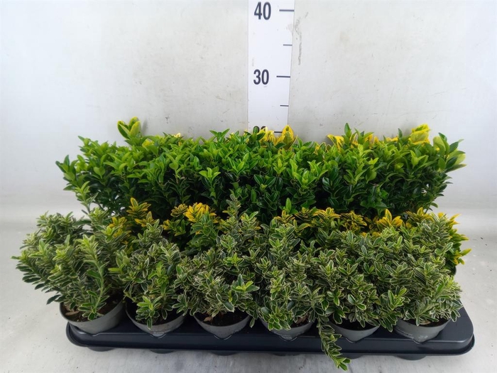 <h4>Euonymus japon.   ...mix</h4>