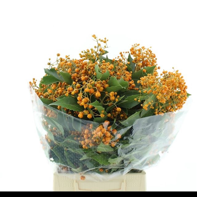 <h4>PITTOSPORUM BS</h4>