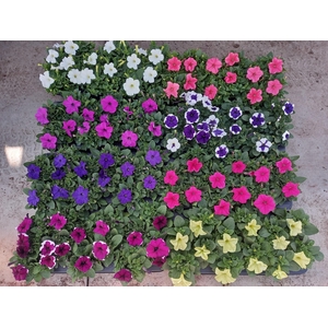 Pet Mixk 1 Kleur Per Tray