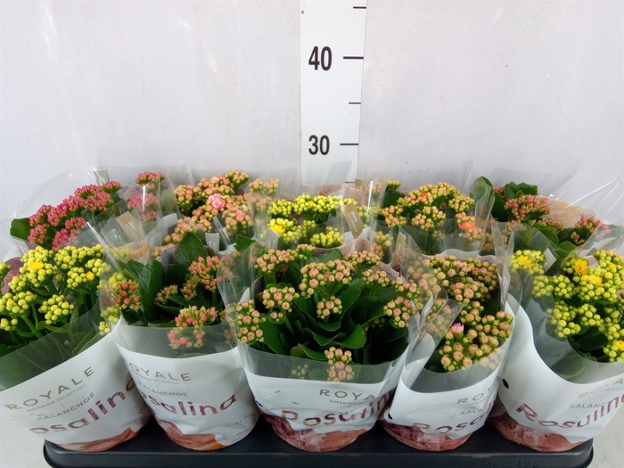 <h4>Kalanchoe blos. 'RoyalDon'   ..mix</h4>