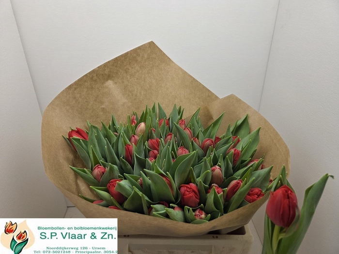 <h4>TU DU LARGO</h4>