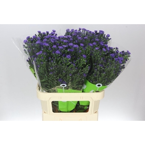 Aster Astee Dark Milka