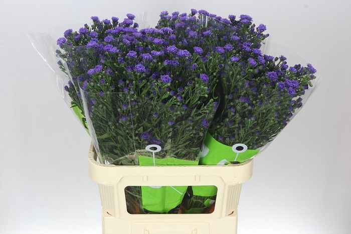 <h4>Aster Astee Dark Milka</h4>