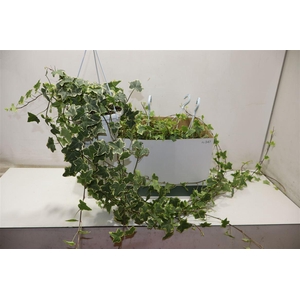 arr8 Hed He Goldchild