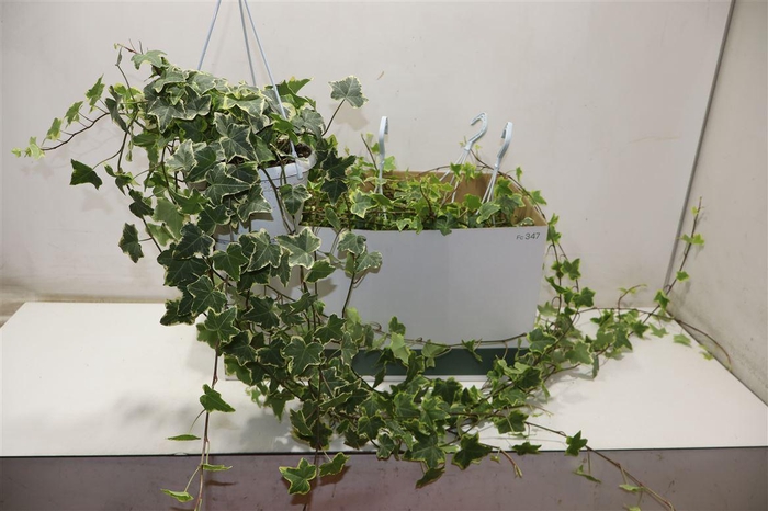 <h4>arr8 Hed He Goldchild</h4>