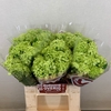 Viburnum opulus 'Roseum'
