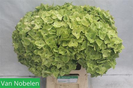 <h4>Hydr M Mag Noblesse 65cm</h4>