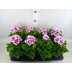 Pelargonium gran.   ..