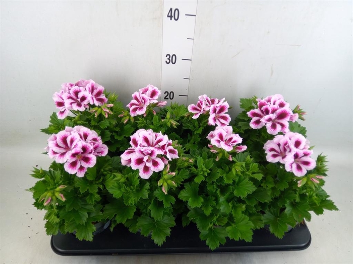 <h4>Pelargonium gran.   ..</h4>