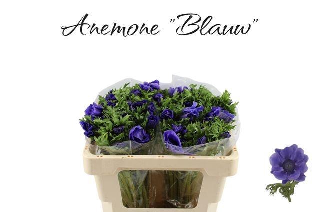 <h4>ANEM CO GALIL BLAUW</h4>