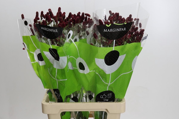 <h4>Sanguisorba officinalis Red Dream</h4>