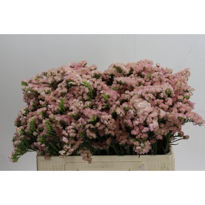 Limonium sinuatum Lucia Apricot+