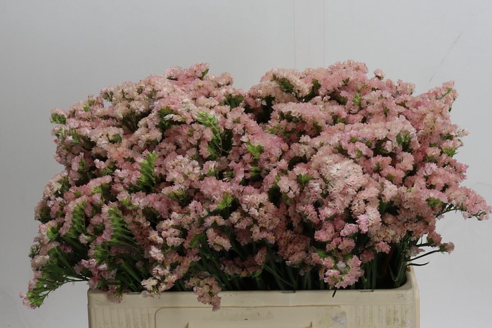 <h4>Limonium sinuatum Lucia Apricot</h4>