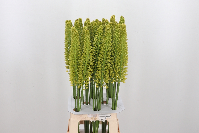 <h4>Eremurus Yellow Cleo</h4>