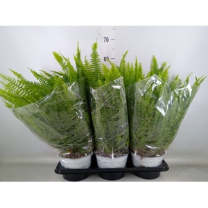 Nephrolepis exal. 'Sonata'
