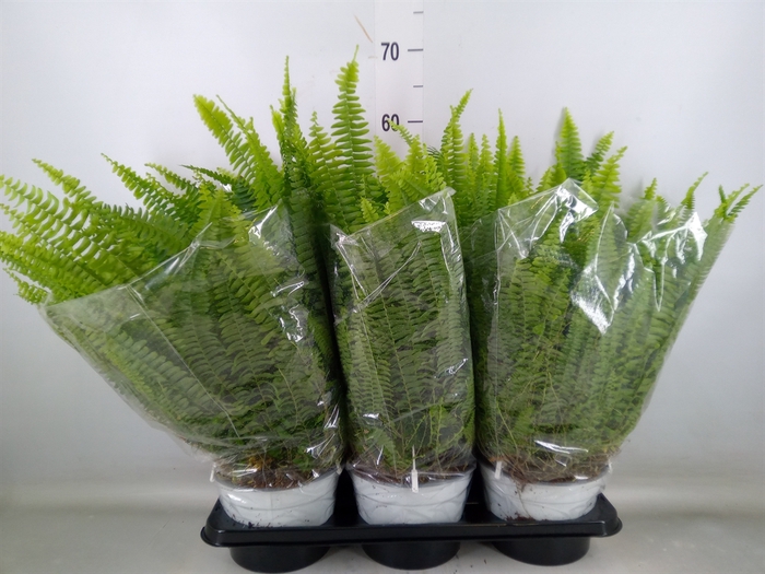 <h4>Nephrolepis exal. 'Sonata'</h4>