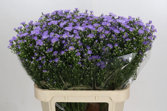 <h4>Aster Cassandra</h4>