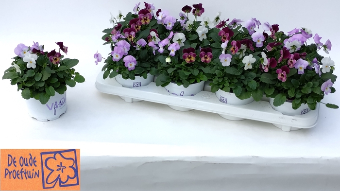 <h4>VIO TRICOLOR</h4>