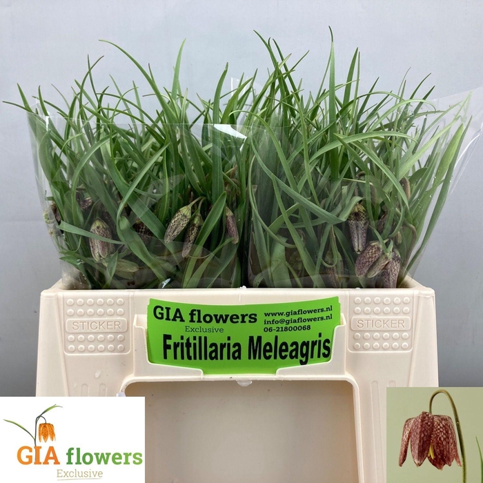 <h4>FRIT MELEAGRIS</h4>
