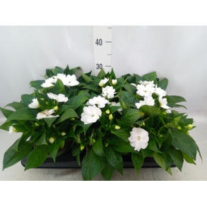 Impatiens NG 'Tamarinda White'