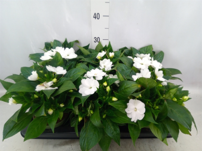 <h4>Impatiens NG 'Tamarinda White'</h4>