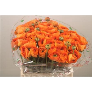 Ran.. Su Lambada Extra X50