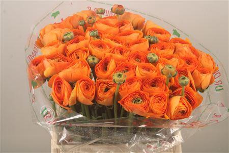 Ran.. Su Lambada Extra X50