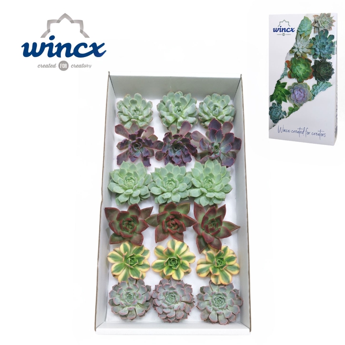 Wincx® - Malaga Mix Cutflower Wincx-8cm
