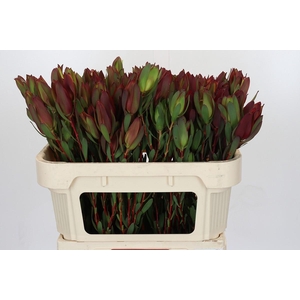 Leucadendron Senorita Spray