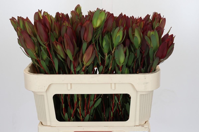 <h4>Leucadendron Senorita Spray</h4>